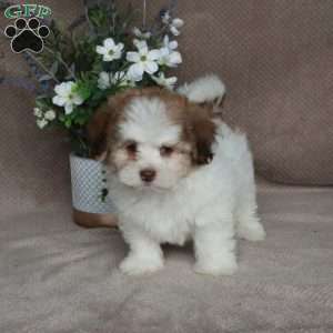 Chico, Forever Puppy