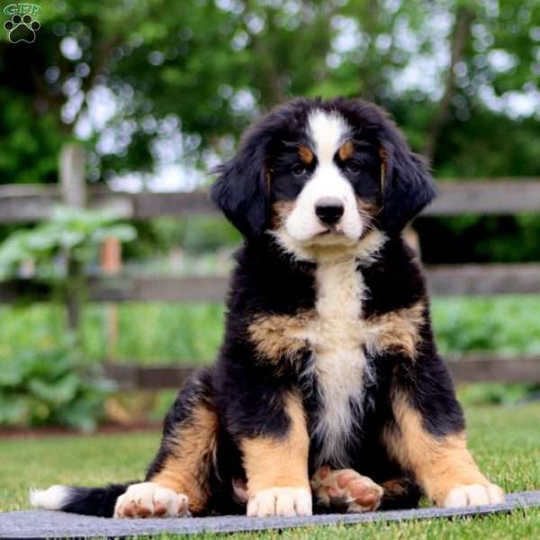 Chief, Bernese Mountain Dog Mix Puppy