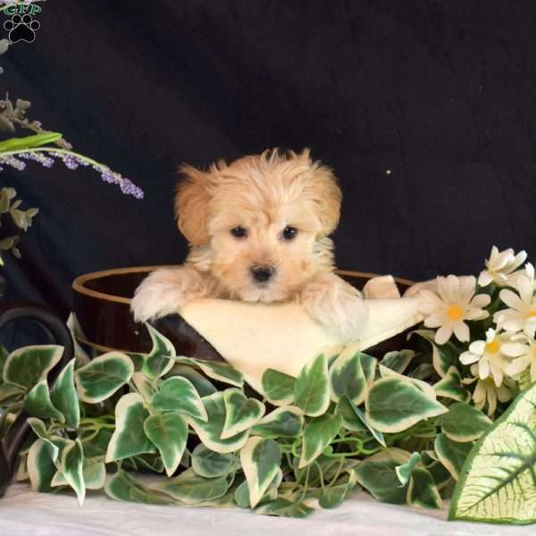 Chip, Maltipoo Puppy