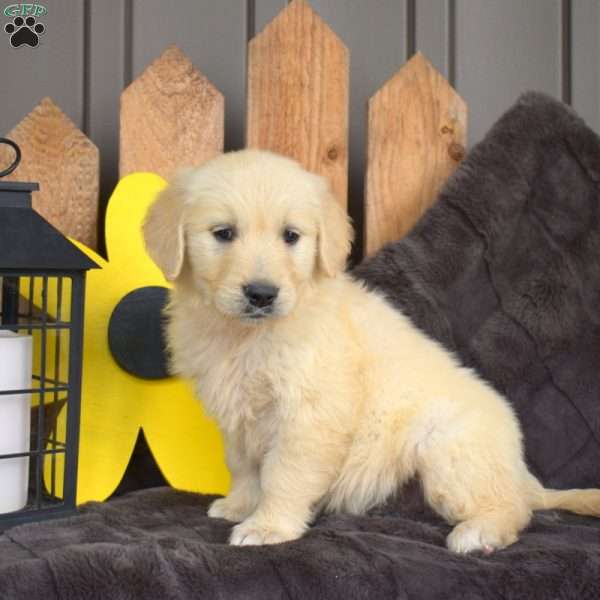 Chip, English Cream Golden Retriever Puppy