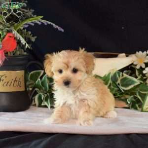 Chip, Maltipoo Puppy