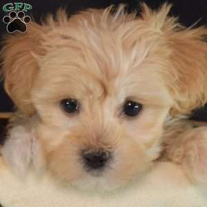 Chip, Maltipoo Puppy