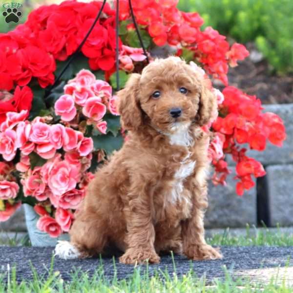 Chip, Miniature Poodle Puppy