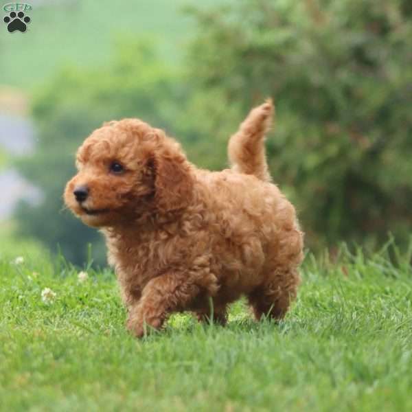 Chip, Cavapoo Puppy