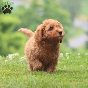 Chip, Cavapoo Puppy