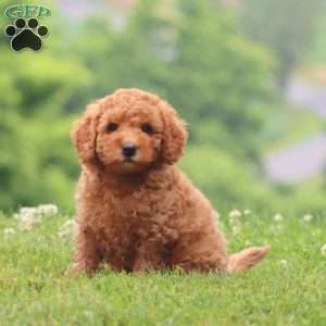 Chip, Cavapoo Puppy
