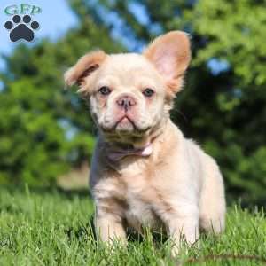 Chloe, French Bulldog Puppy