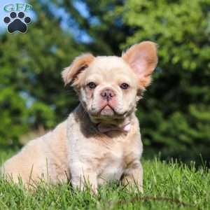 Chloe, French Bulldog Puppy