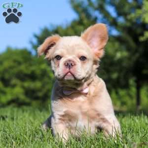 Chloe, French Bulldog Puppy
