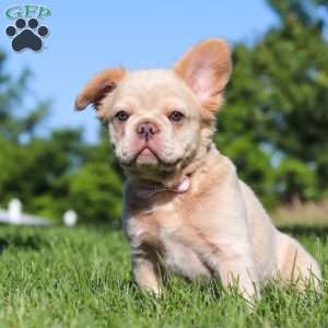Chloe, French Bulldog Puppy
