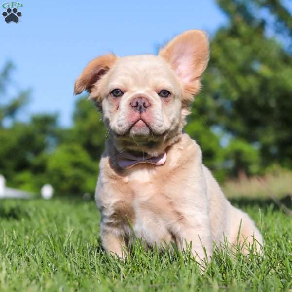 Chloe, French Bulldog Puppy