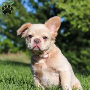 Chloe, French Bulldog Puppy