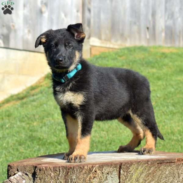 Chloe, German Shepherd Puppy