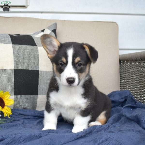 Chloe, Pembroke Welsh Corgi Puppy