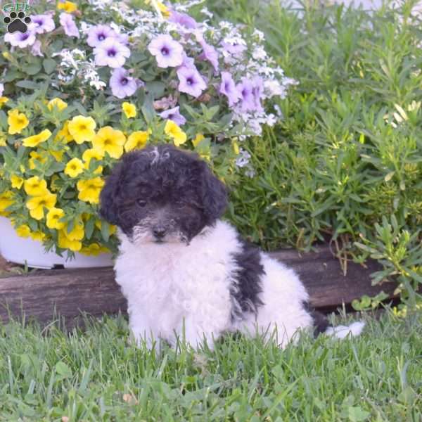 Chloe, Miniature Poodle Puppy