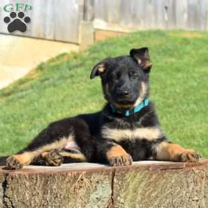 Chloe, German Shepherd Puppy