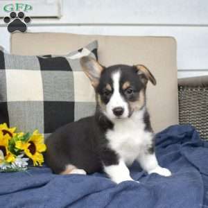 Chloe, Pembroke Welsh Corgi Puppy