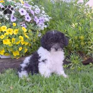 Chloe, Miniature Poodle Puppy