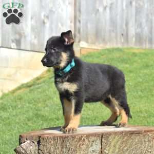 Chloe, German Shepherd Puppy
