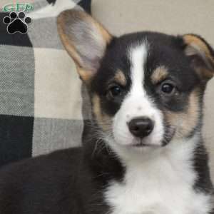 Chloe, Pembroke Welsh Corgi Puppy