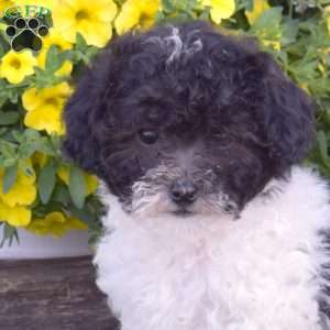 Chloe, Miniature Poodle Puppy