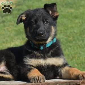 Chloe, German Shepherd Puppy