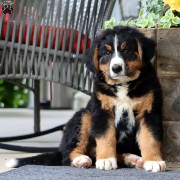 Chloe, Bernese Mountain Dog Mix Puppy