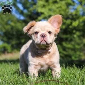 Chloe, French Bulldog Puppy