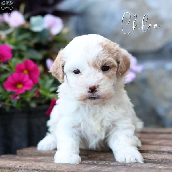 Chloe, Toy Poodle Mix Puppy