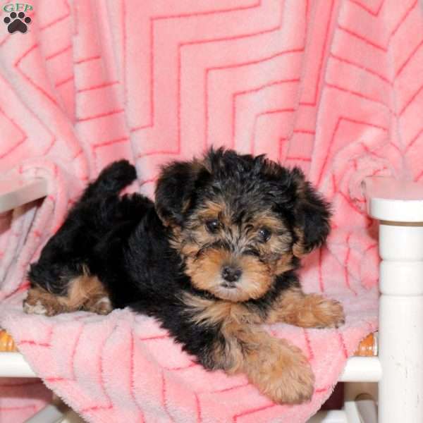 Chocolate, Yorkie Mix Puppy