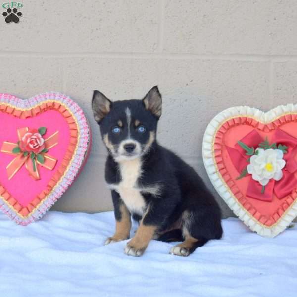 Chocolate, Pomsky Puppy