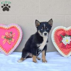 Chocolate, Pomsky Puppy