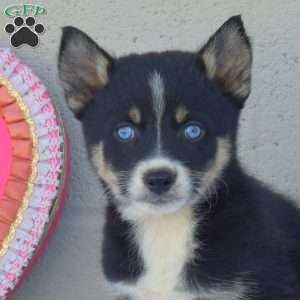 Chocolate, Pomsky Puppy