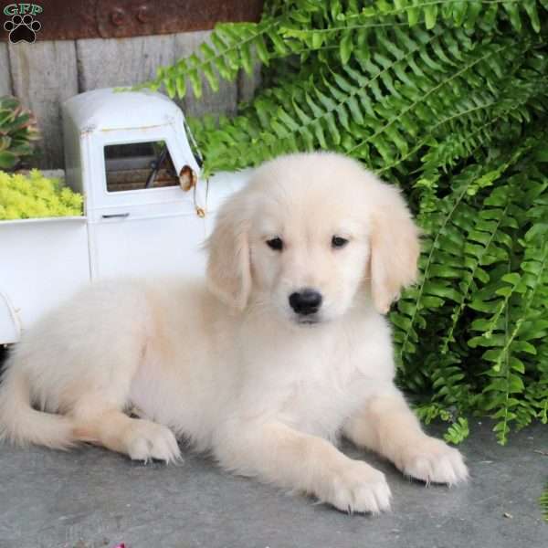 Chopper, Golden Retriever Puppy