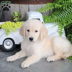 Chopper, Golden Retriever Puppy