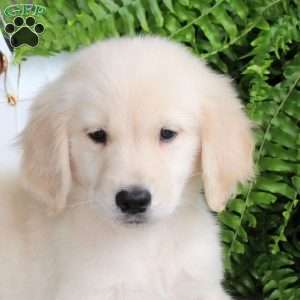 Chopper, Golden Retriever Puppy