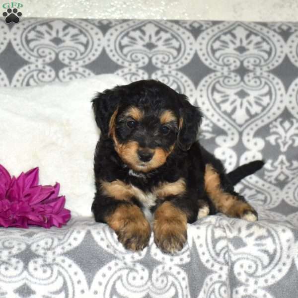 Chrissy, Mini Bernedoodle Puppy