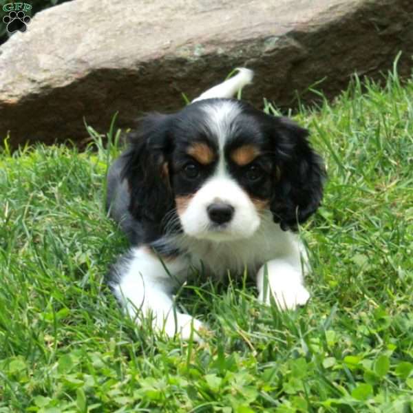 Chrissy, Cavalier King Charles Spaniel Puppy