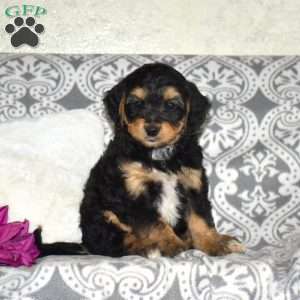 Chrissy, Mini Bernedoodle Puppy