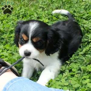 Chrissy, Cavalier King Charles Spaniel Puppy