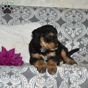 Chrissy, Mini Bernedoodle Puppy