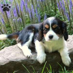 Chrissy, Cavalier King Charles Spaniel Puppy
