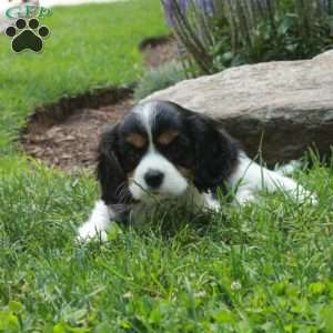 Chrissy, Cavalier King Charles Spaniel Puppy