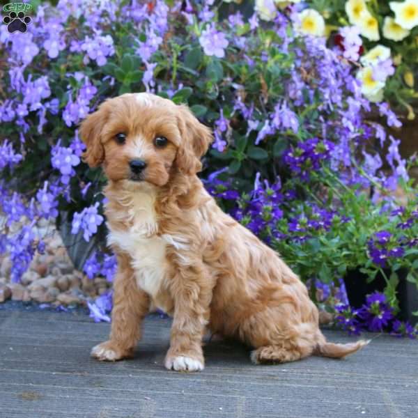 Chuckie, Cavapoo Puppy