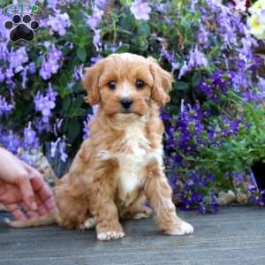 Chuckie, Cavapoo Puppy