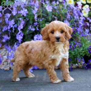 Chuckie, Cavapoo Puppy