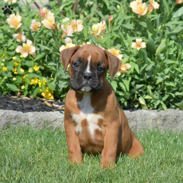Cinnamon, Boxer Puppy