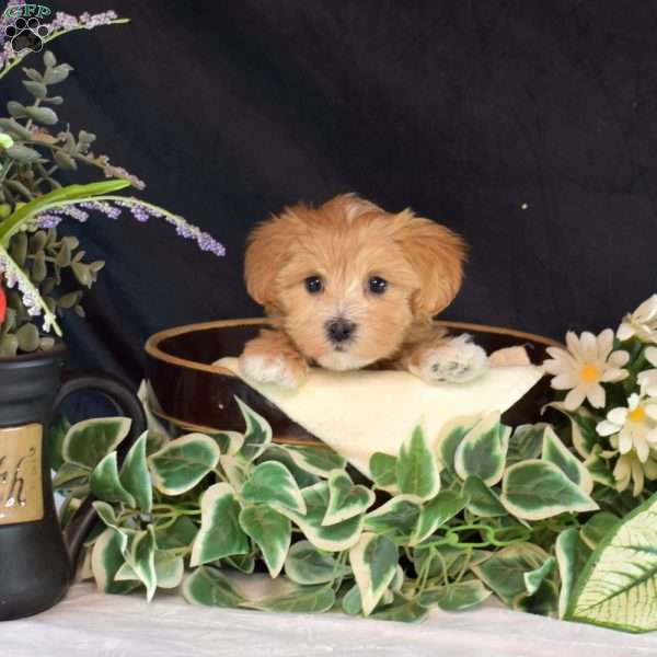 Cinnamon, Maltipoo Puppy