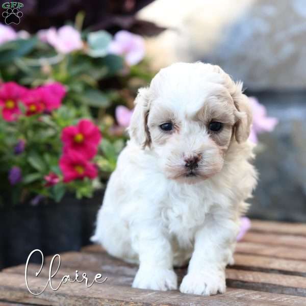Claire, Toy Poodle Mix Puppy
