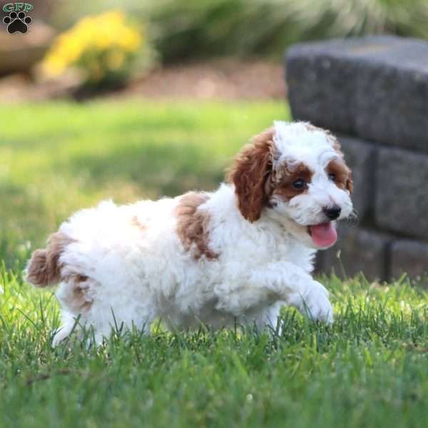 Clara, Miniature Poodle Puppy
